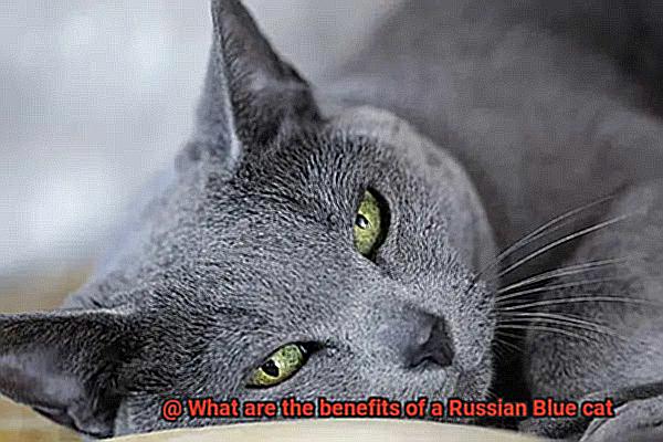 What are the benefits of a Russian Blue cat-2