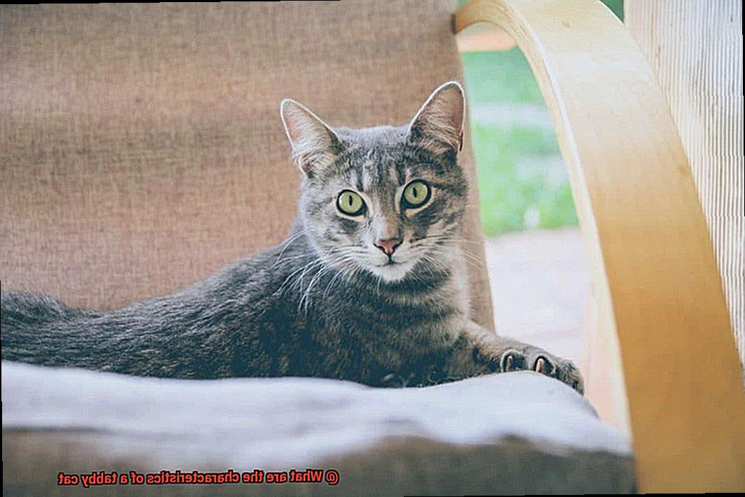 What are the characteristics of a tabby cat-4
