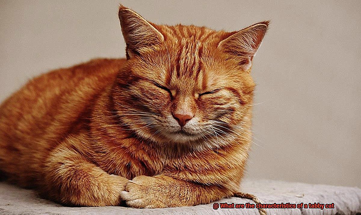 What are the characteristics of a tabby cat-3