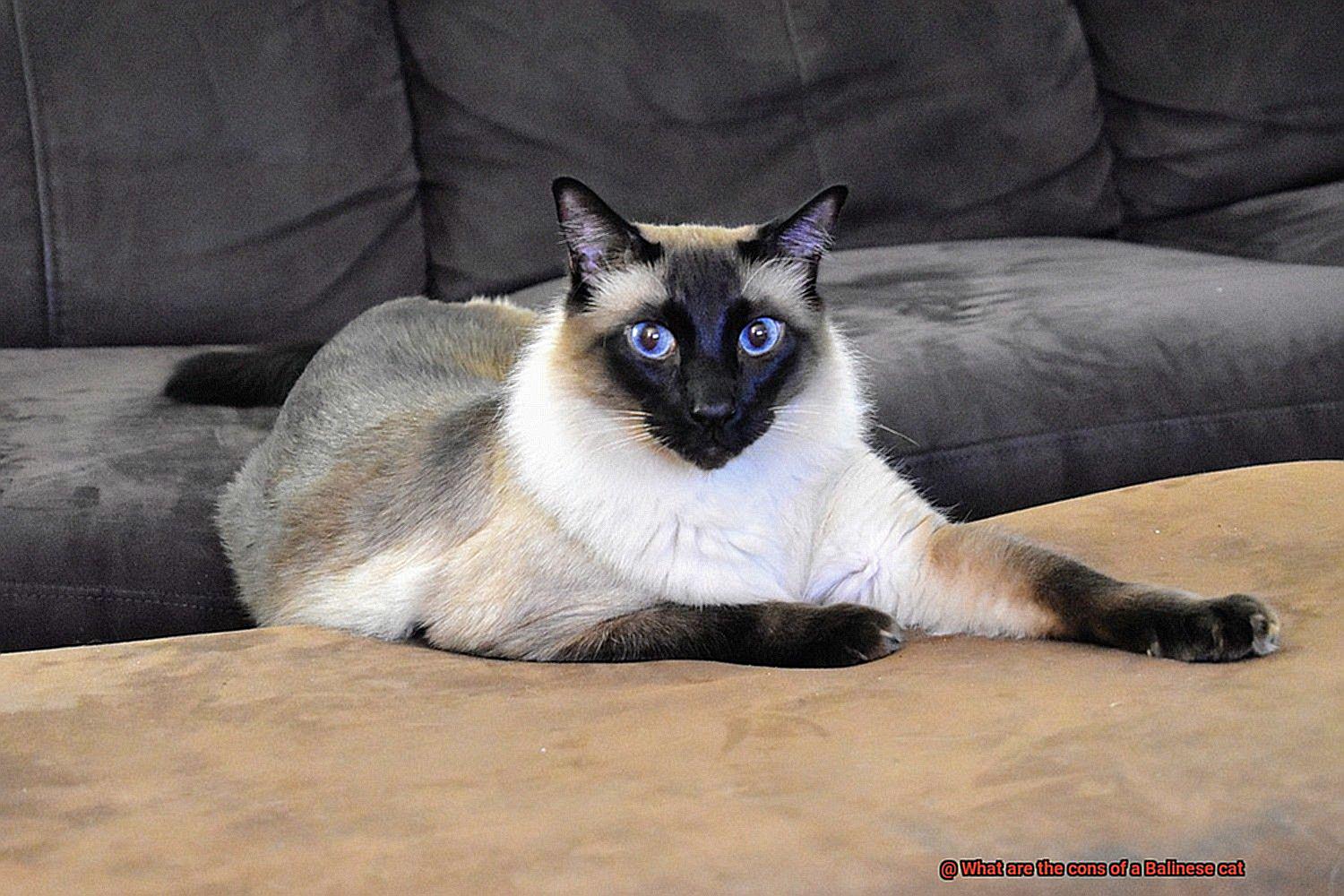 What are the cons of a Balinese cat-2