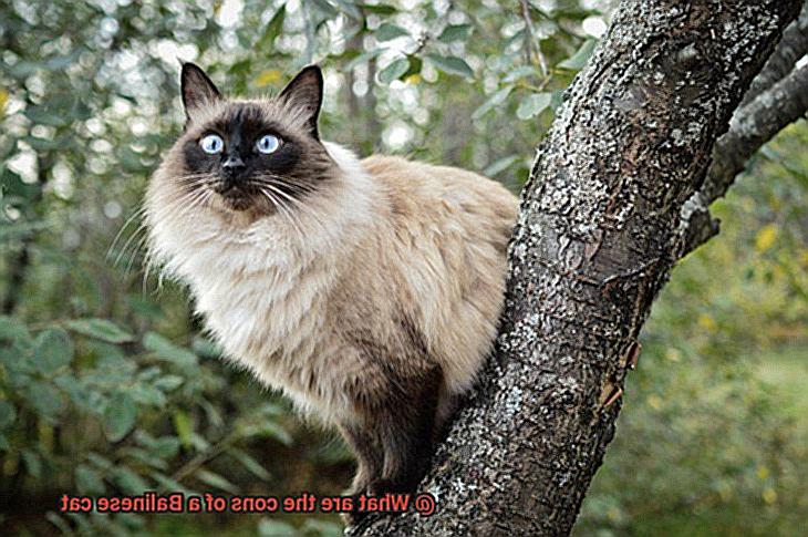 What are the cons of a Balinese cat-5