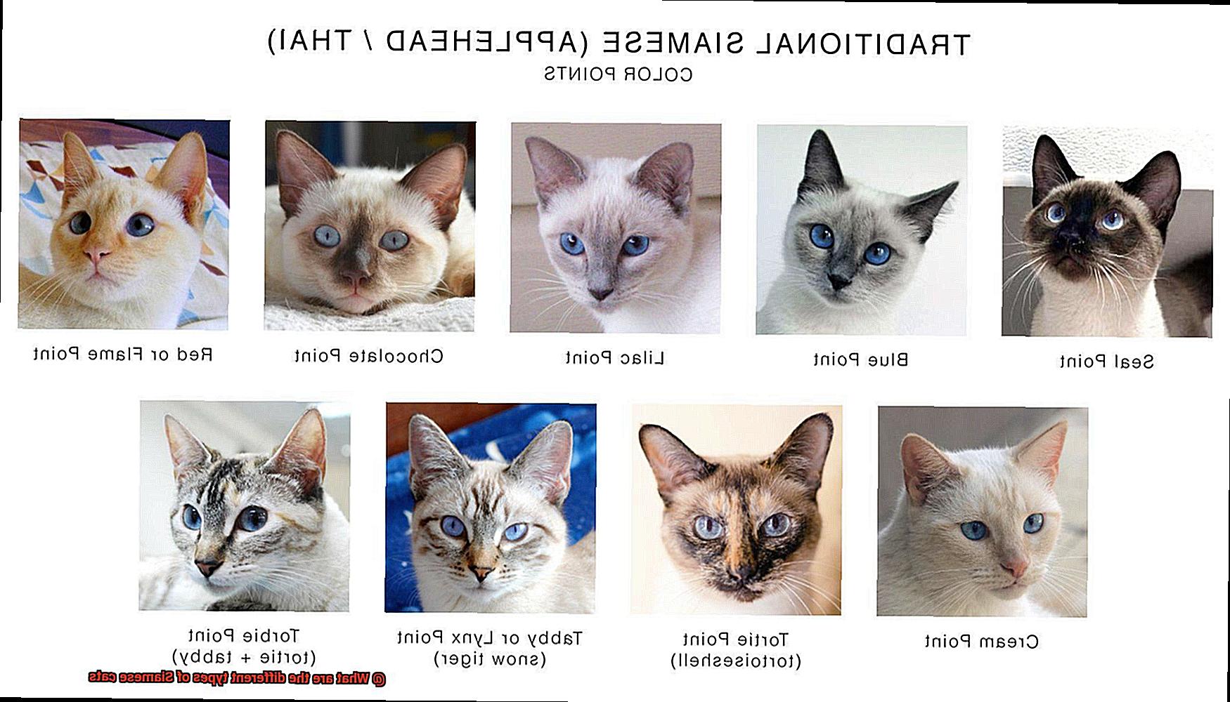 What are the different types of Siamese cats-2