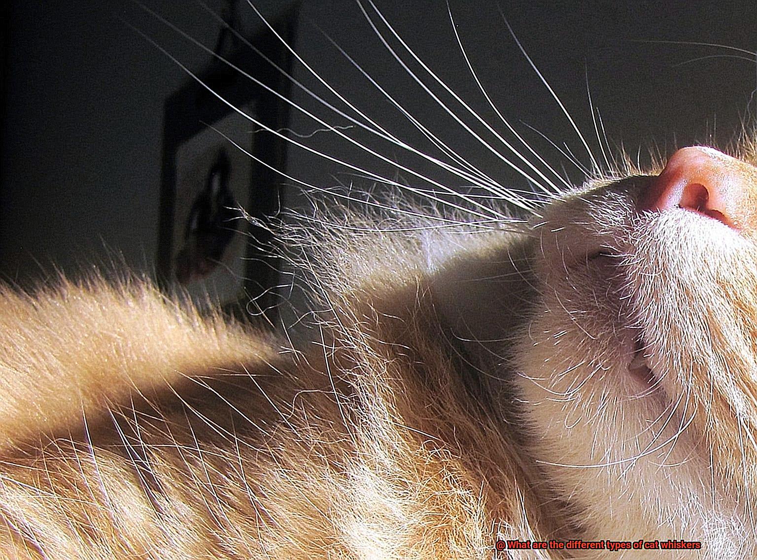 What are the different types of cat whiskers-3