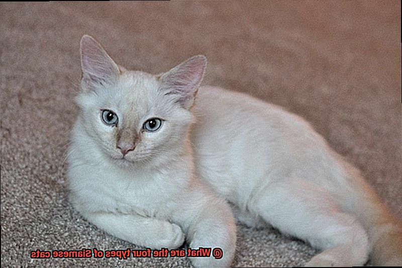 What are the four types of Siamese cats-3