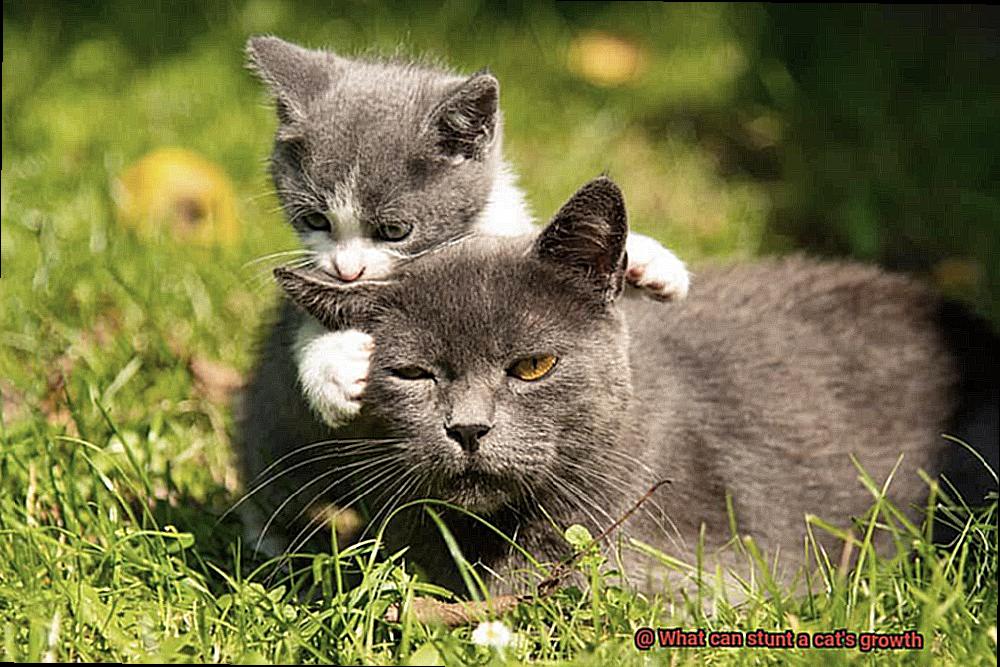 What can stunt a cat's growth-4