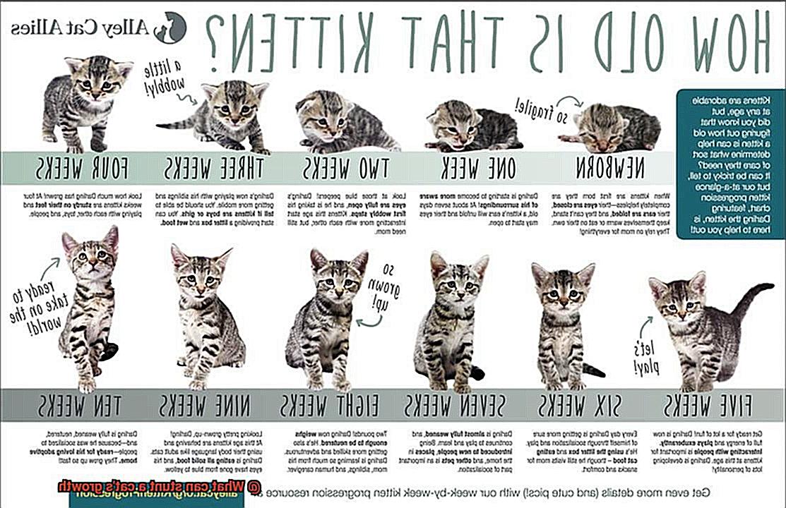 What can stunt a cat's growth-5