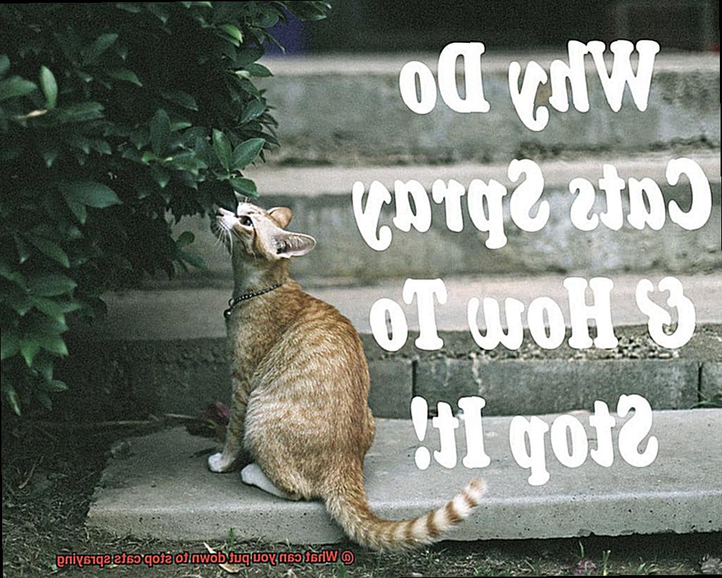 What can you put down to stop cats spraying-2