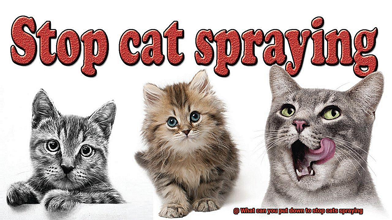 What can you put down to stop cats spraying-5