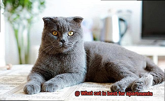 What cat is best for apartments-2