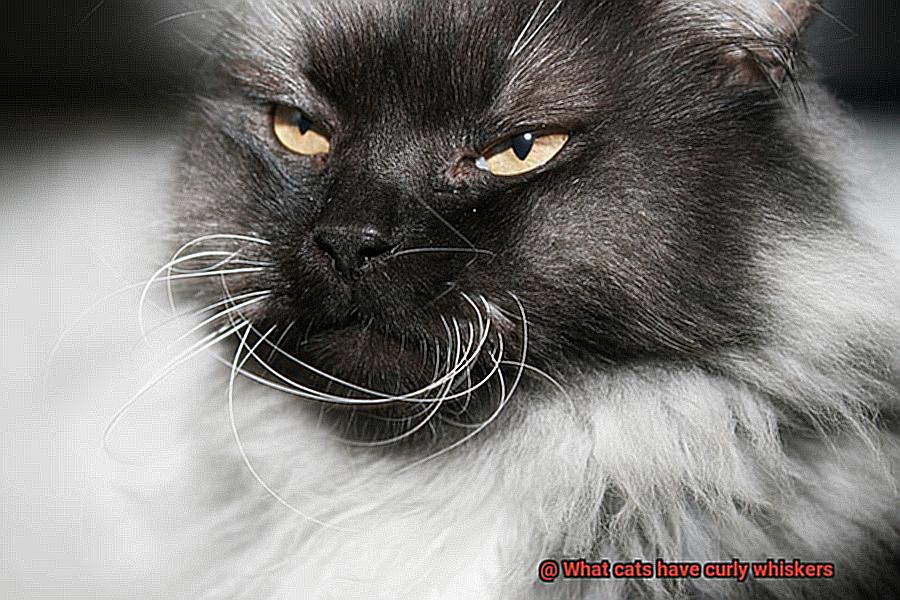 What cats have curly whiskers-2