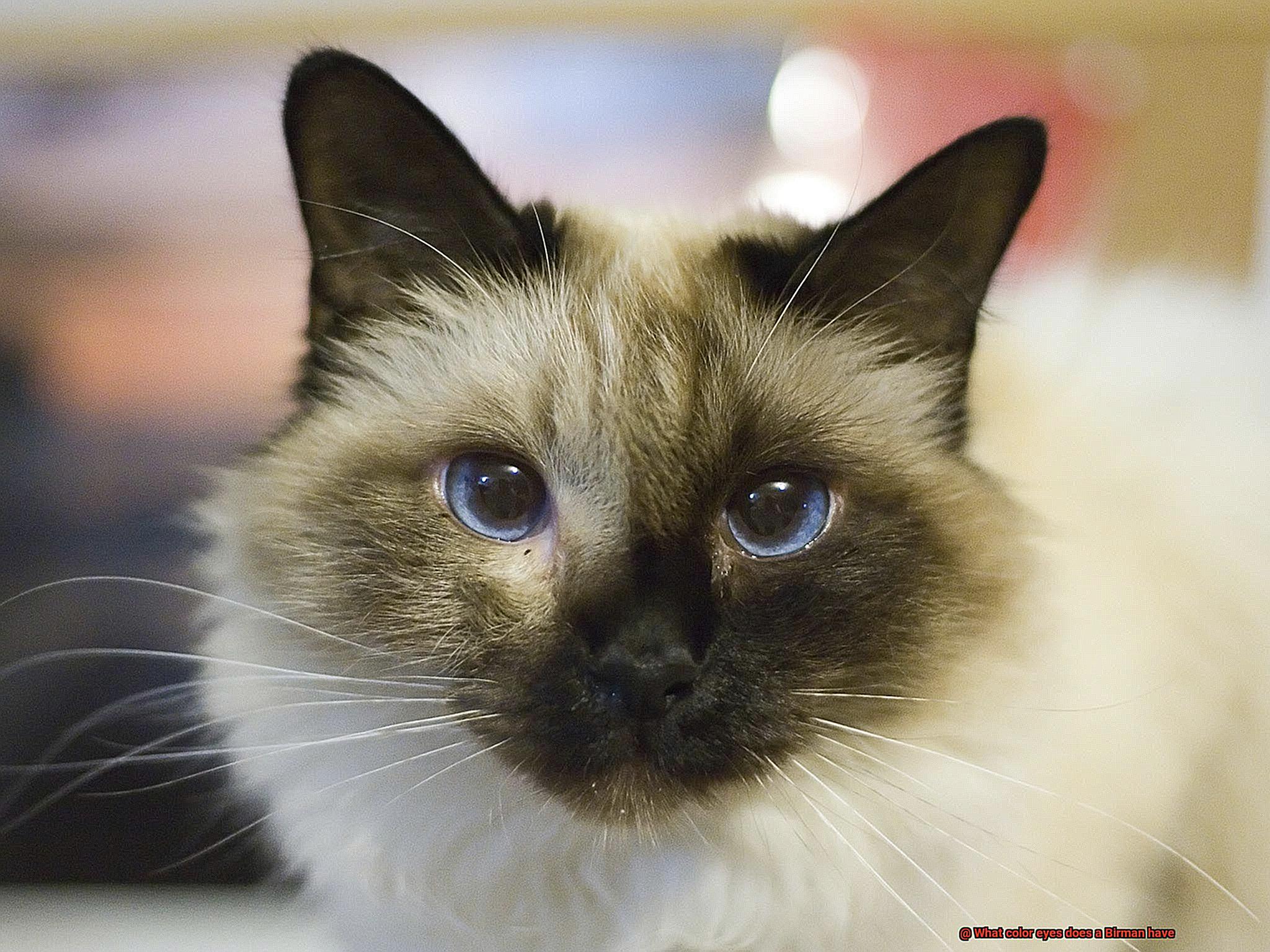 What color eyes does a Birman have-2