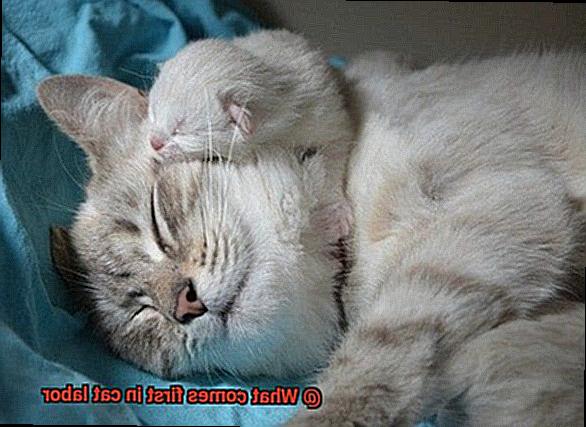 What comes first in cat labor-2