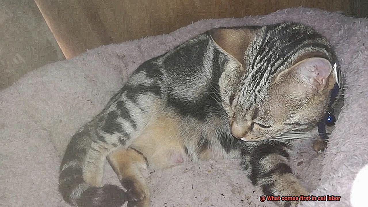 What comes first in cat labor-4