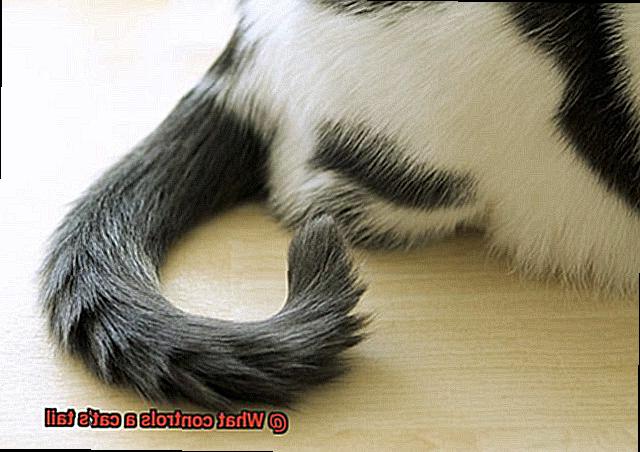 What controls a cat's tail-3