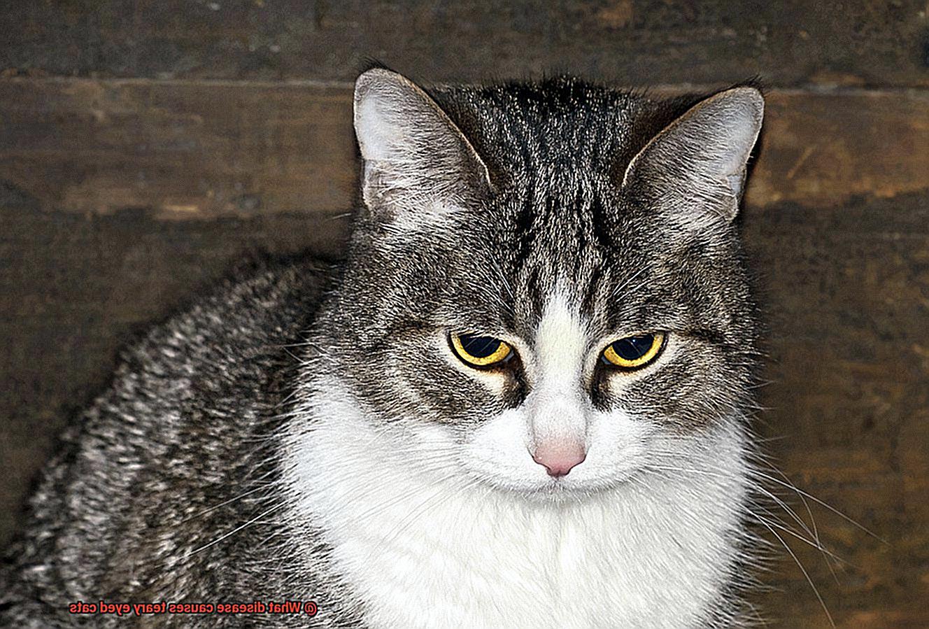 What disease causes teary eyed cats-3