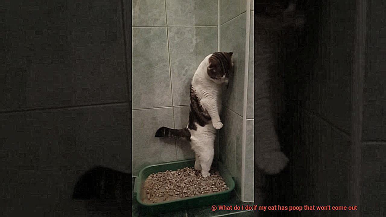 What do I do if my cat has poop that won't come out-4