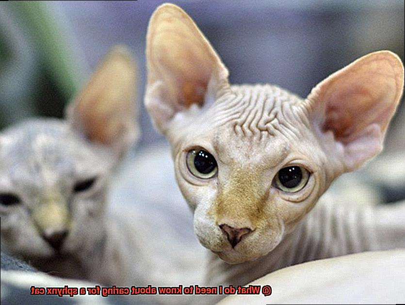 What do I need to know about caring for a sphynx cat-4