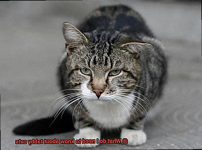What do I need to know about tabby cats-2