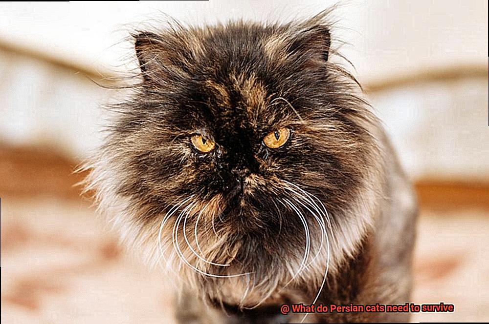 What do Persian cats need to survive-2