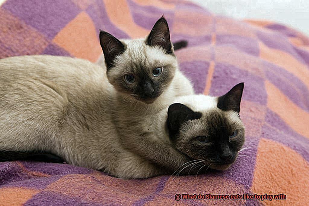 What do Siamese cats like to play with-2