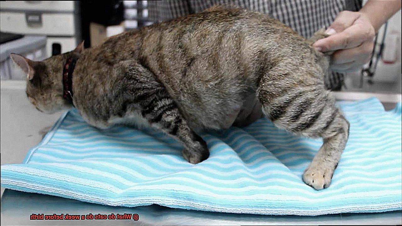 What do cats do a week before birth-4