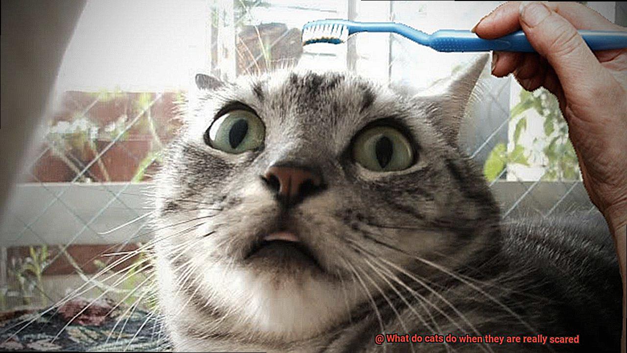 What do cats do when they are really scared-2