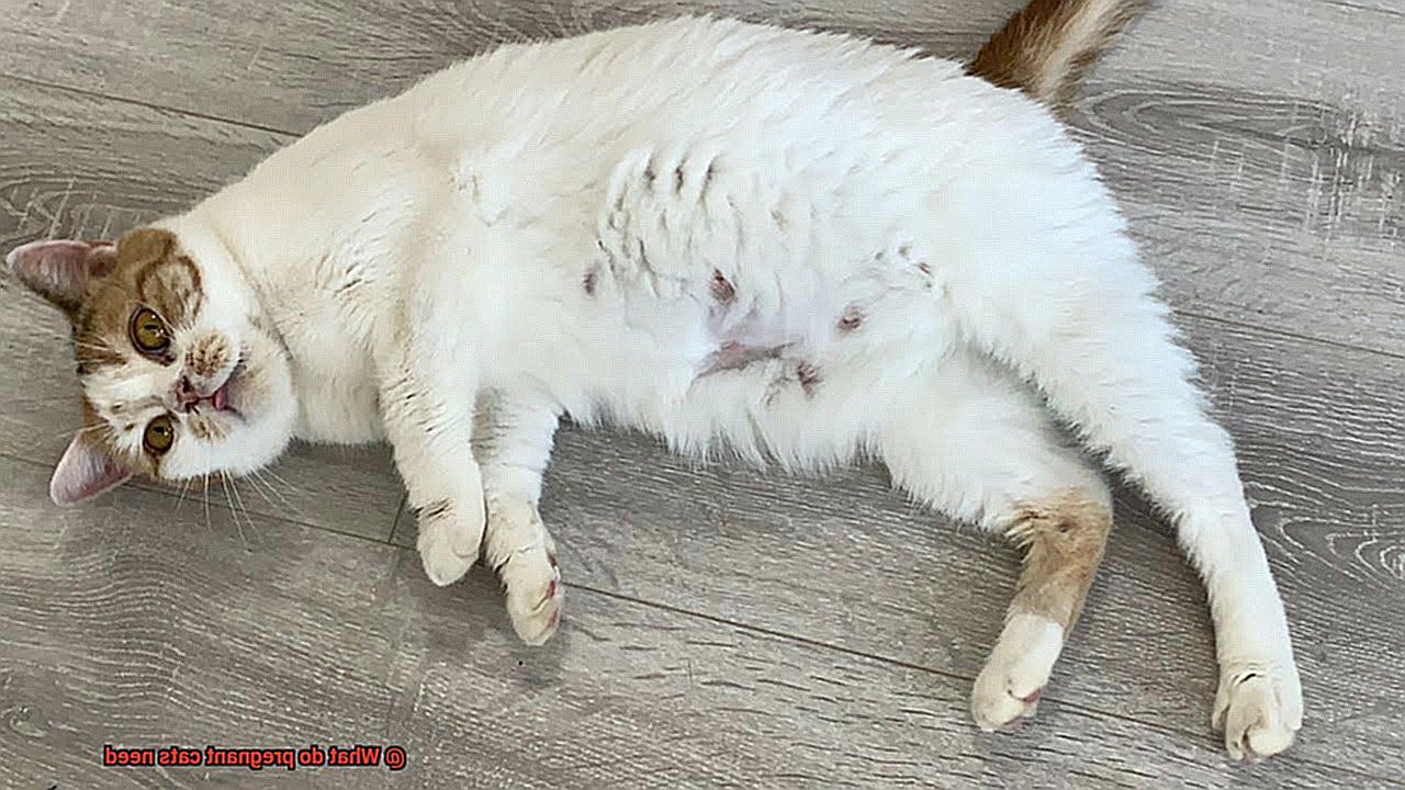 What do pregnant cats need-2
