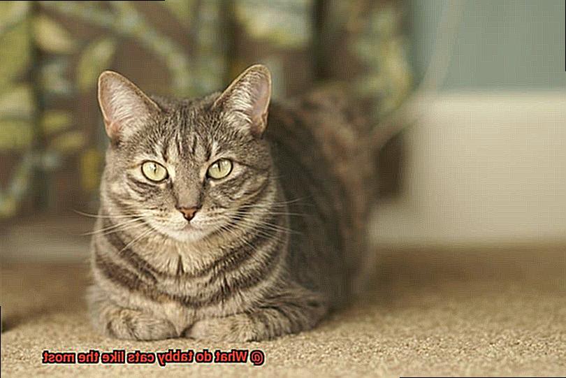 What do tabby cats like the most-3