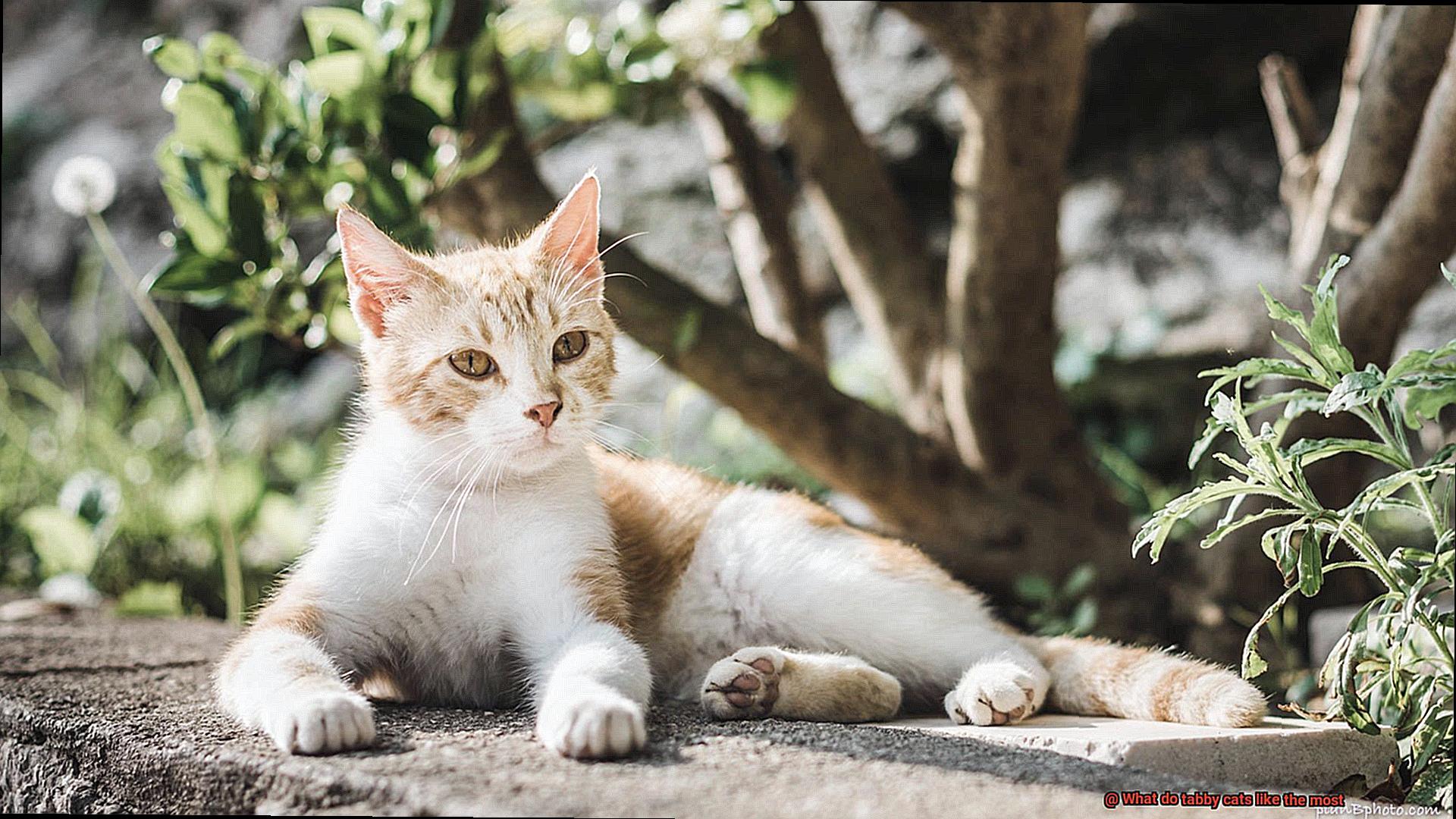 What do tabby cats like the most-2