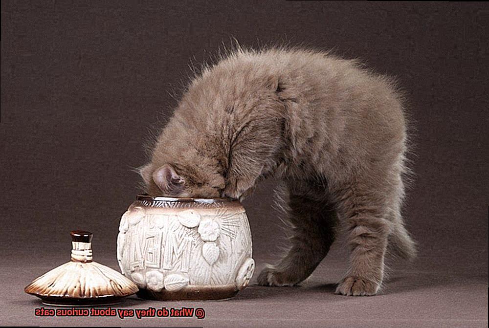 What do they say about curious cats-2