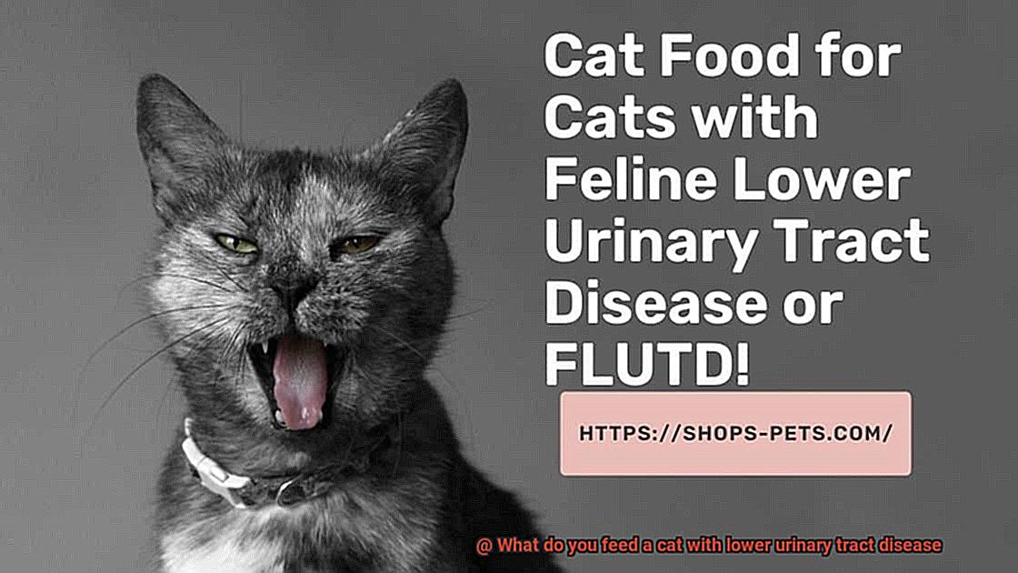 What do you feed a cat with lower urinary tract disease-2