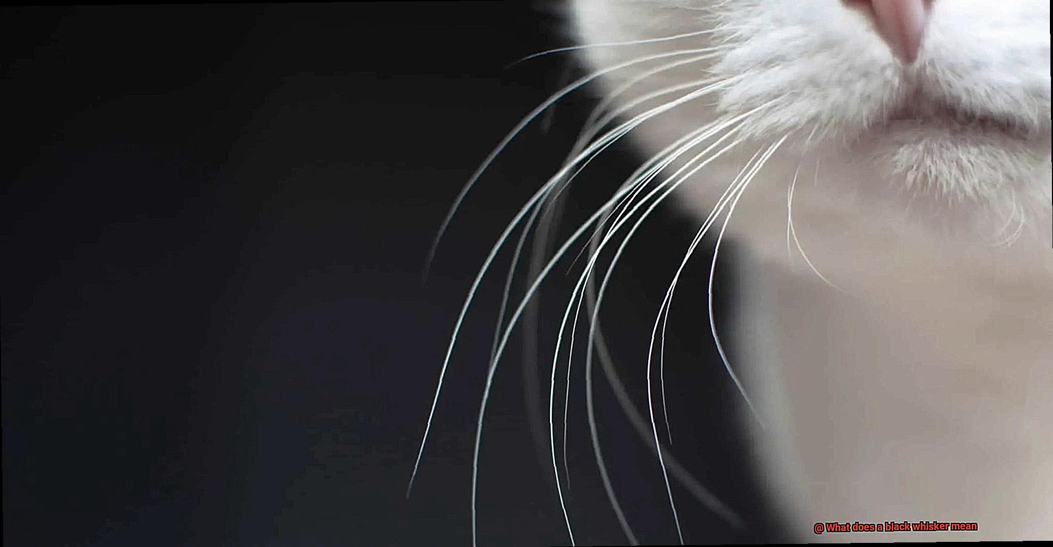 What does a black whisker mean-2