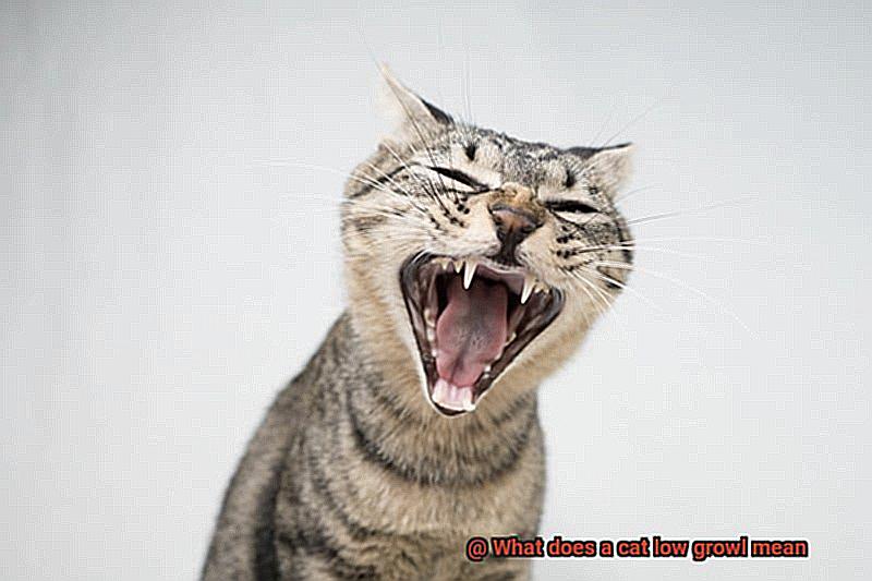 What does a cat low growl mean-4