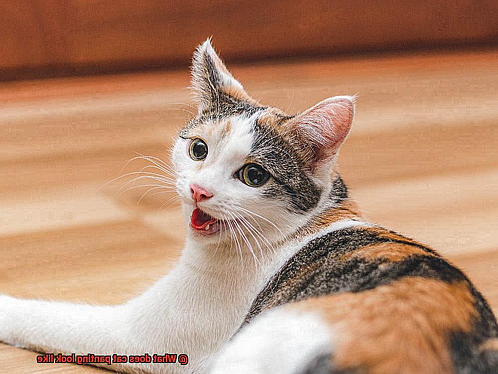 What does cat panting look like-5