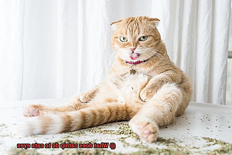 What does catnip do to cats eyes-2