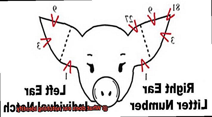 What does ear notching identify-2