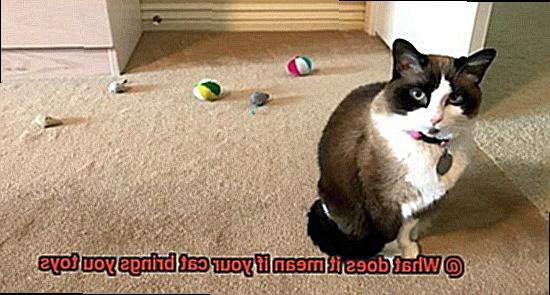 What does it mean if your cat brings you toys-4
