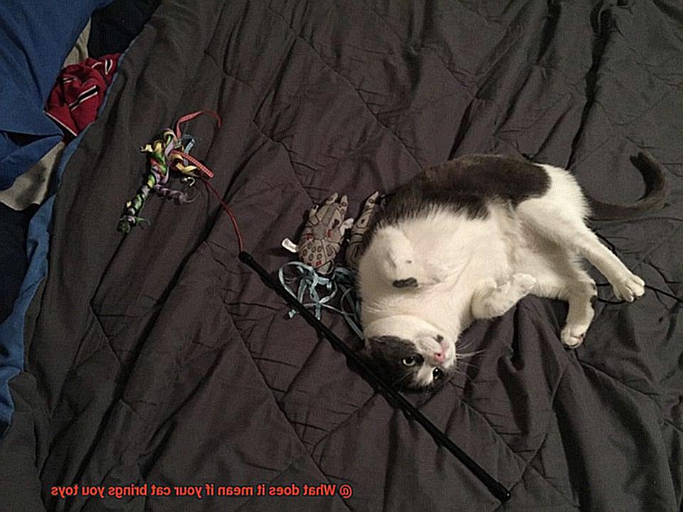 What does it mean if your cat brings you toys-2