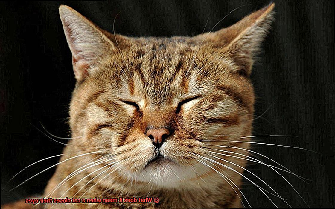What does it mean when a cat closes their eyes-2