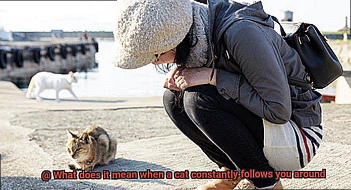 What does it mean when a cat constantly follows you around-2