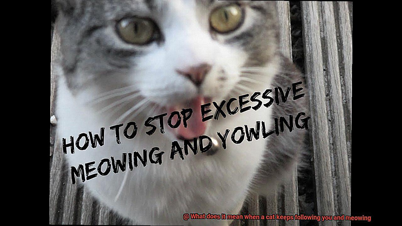 What does it mean when a cat keeps following you and meowing-4