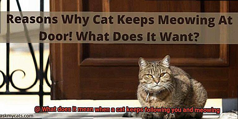 What does it mean when a cat keeps following you and meowing-2