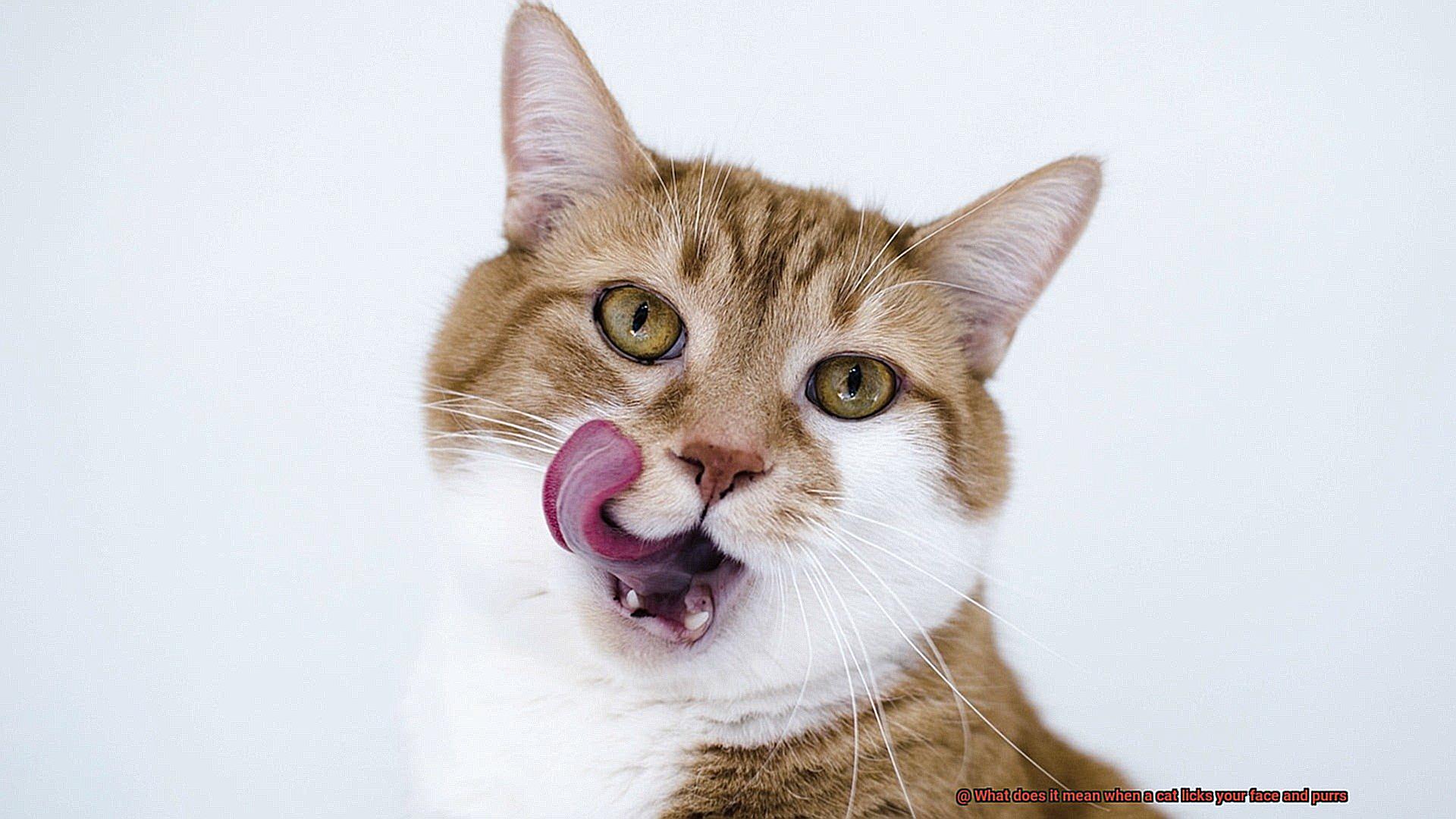 What does it mean when a cat licks your face and purrs-2