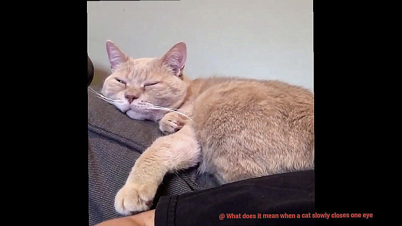 What does it mean when a cat slowly closes one eye-2