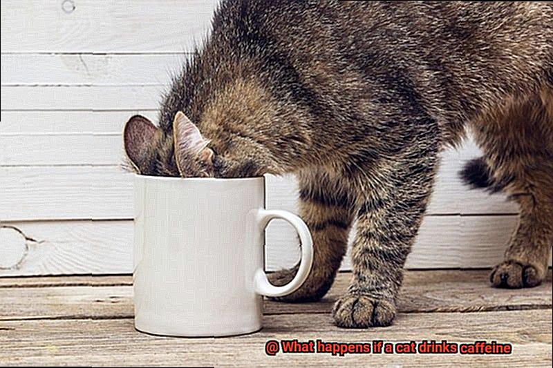 What happens if a cat drinks caffeine-2