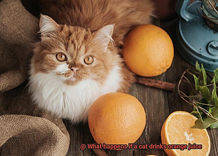 What happens if a cat drinks orange juice-2