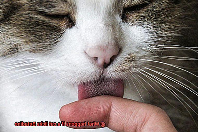 What happens if a cat licks Betadine-3