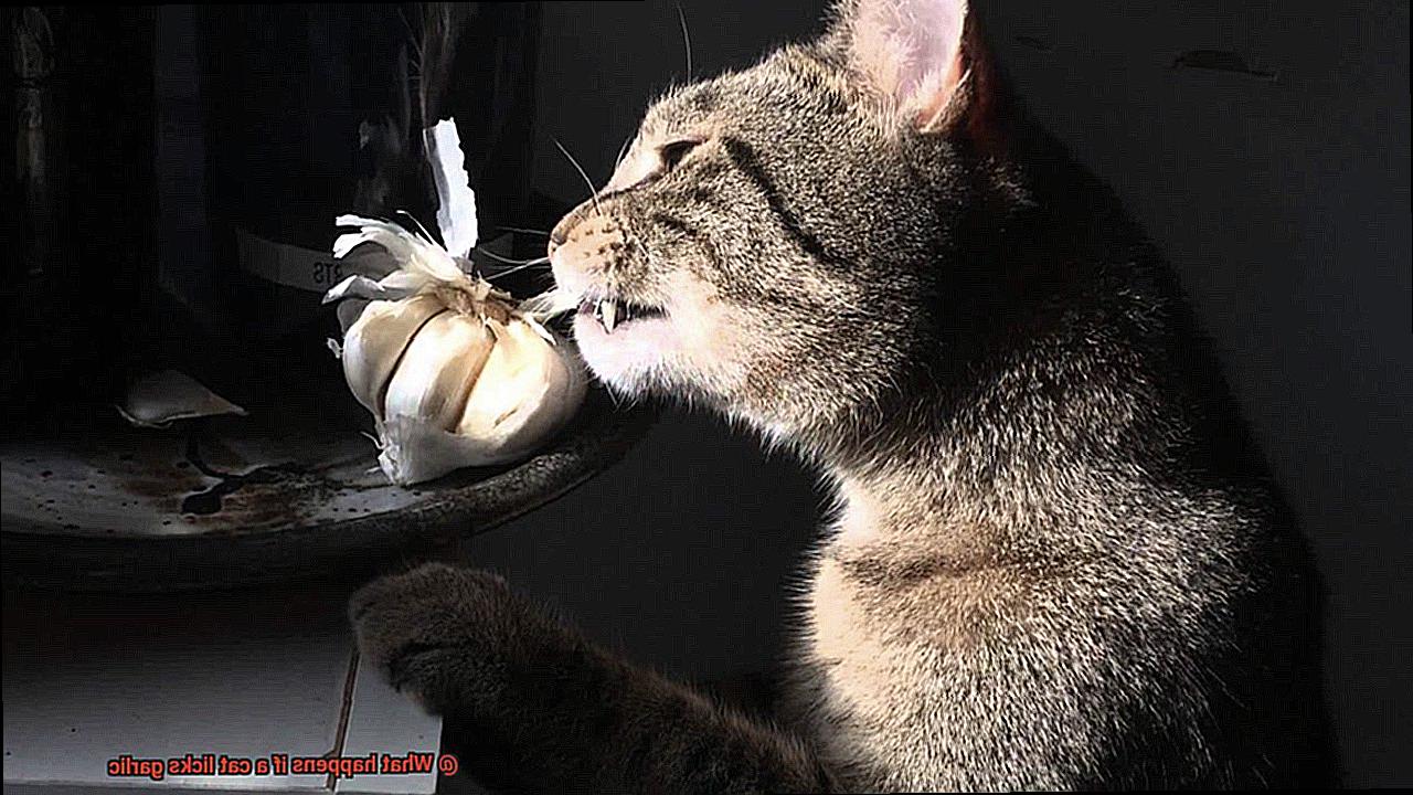 What happens if a cat licks garlic-2