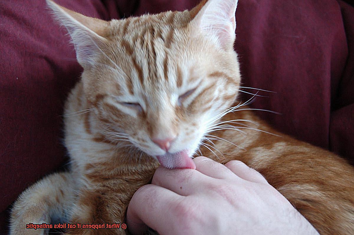 What happens if cat licks antiseptic-4