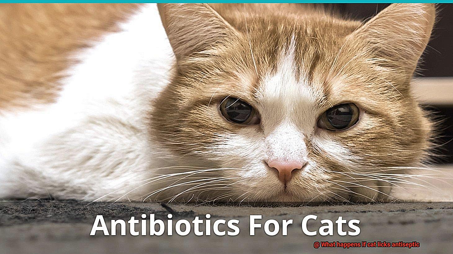 What happens if cat licks antiseptic-3